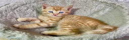 Mixed Breed cats for sale: 2 Gorgeous Ginger Male Kittens - Advert 5
