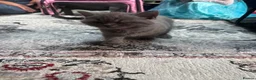 British Shorthair cats for sale: 2 British shorthair  in London - Advert 5