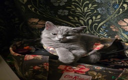 British Shorthair cats for sale: British shorthair  - Image 30