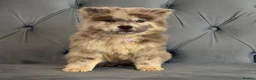 Chow Chow dogs for sale: Stunning exotic colour chowski puppies for sale  - Advert 30