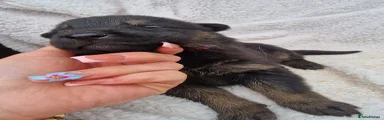German Shepherd Puppy 10