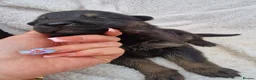 German Shepherd dogs for sale: German shepherd pups in HULL - Advert 39