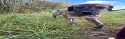Mixed Breed dogs for adoption: Ebony - Norwich Norfolk  in Norwich - Advert 11