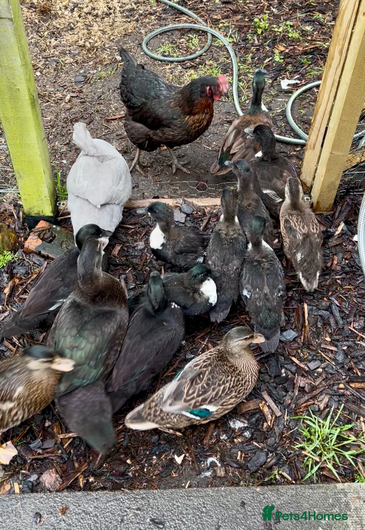 Ducks poultry Pairs of Call Ducks - Advert 1