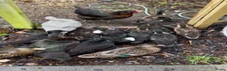 Ducks poultry for sale: Pairs of Call Ducks in Stirling - Advert 1