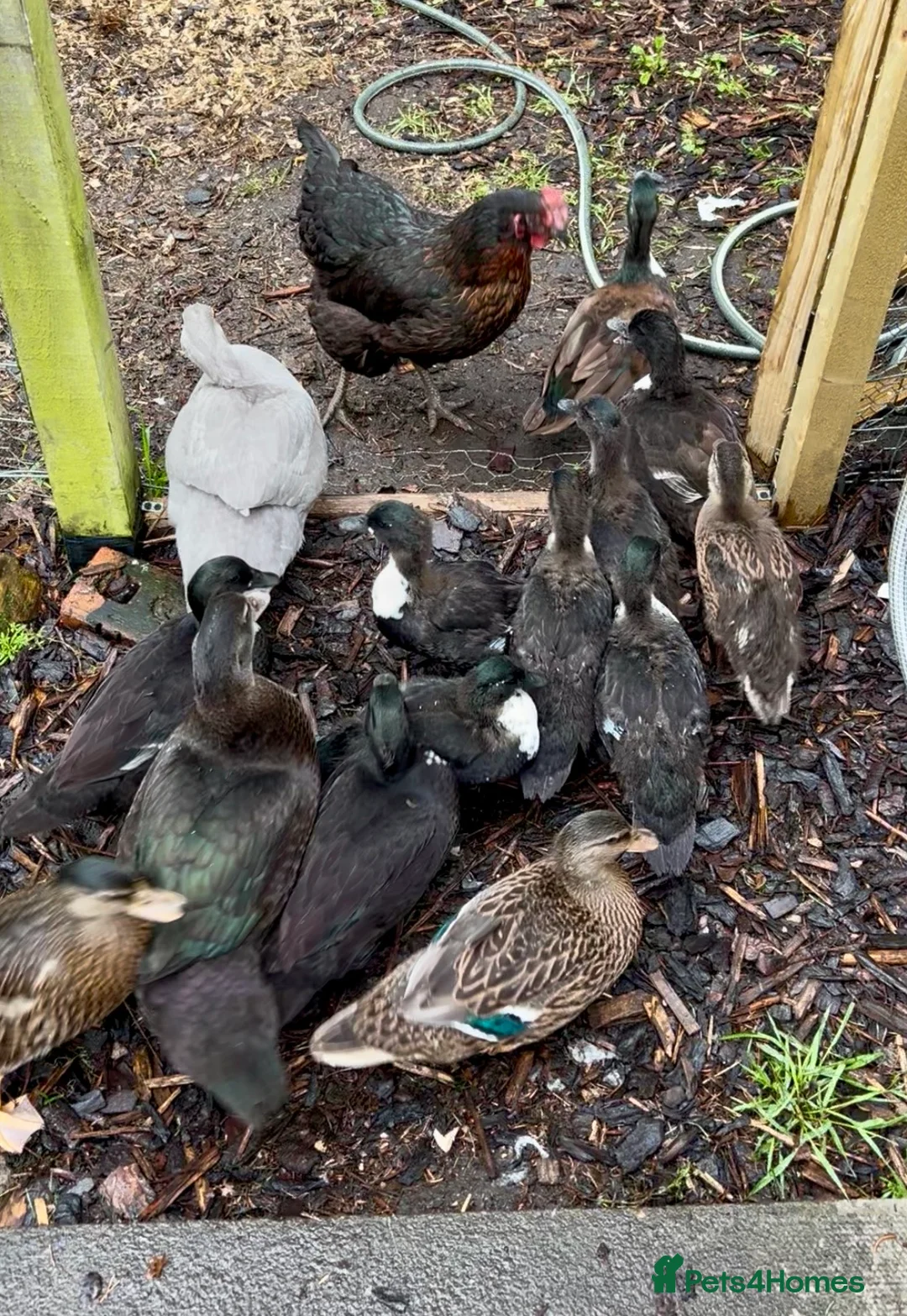 Ducks poultry for sale: Pairs of Call Ducks in Stirling - Advert 1