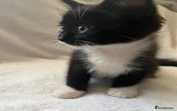 Mixed Breed cats for sale: Kittens - Image 7