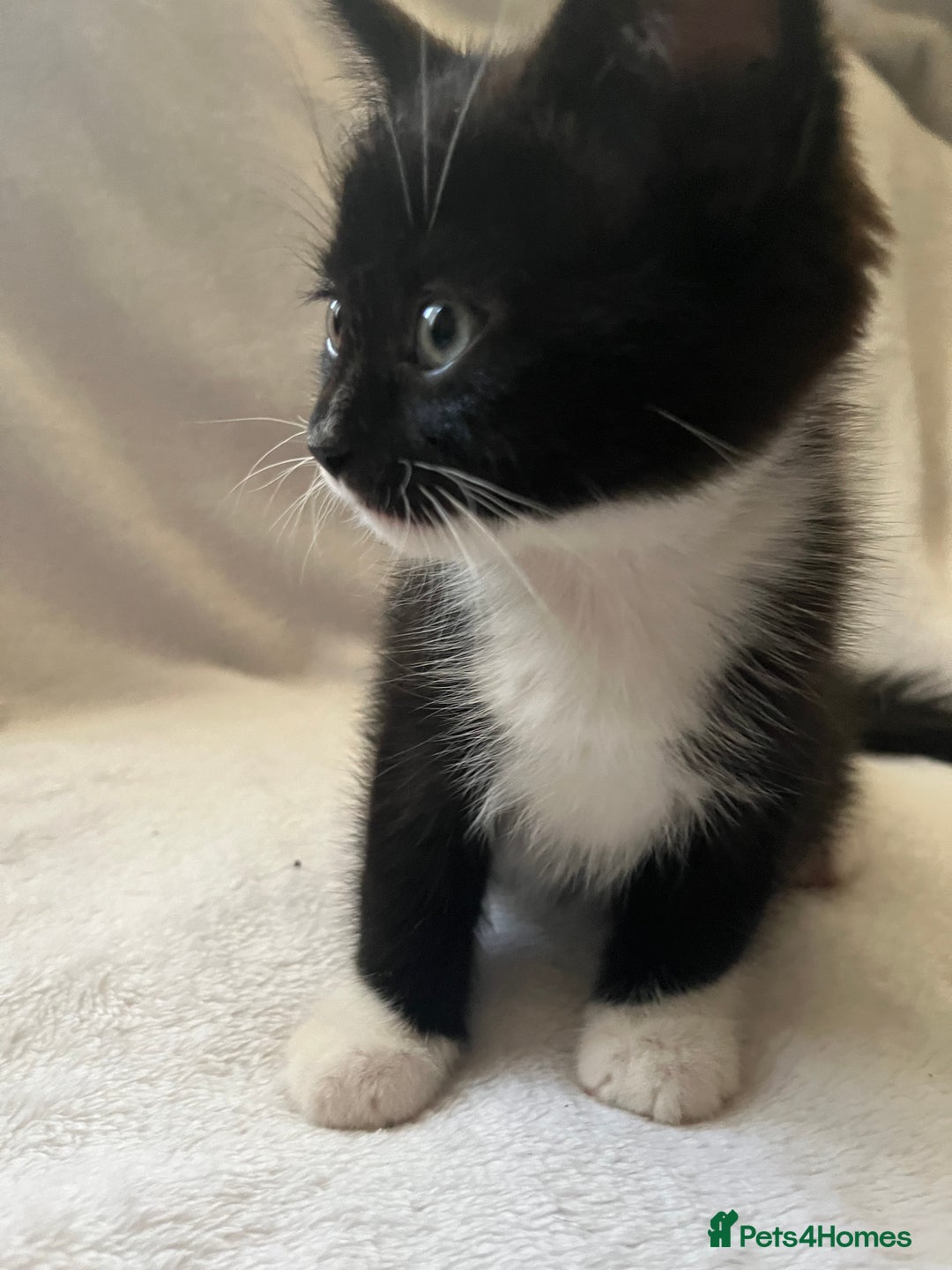 Mixed Breed cats for sale: Kittens - Image 7