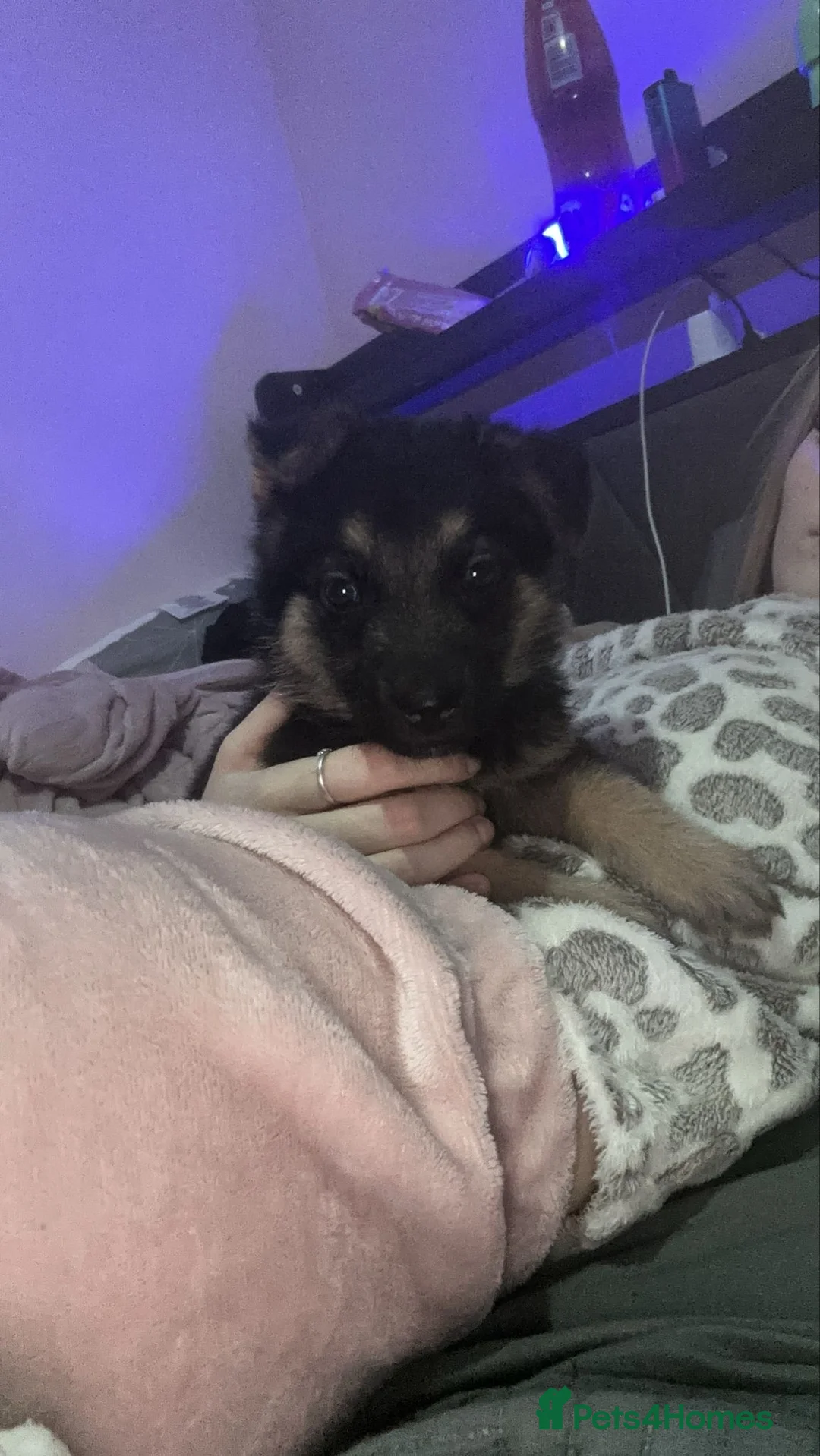 German Shepherd dogs for sale: 1 male  - Advert 3