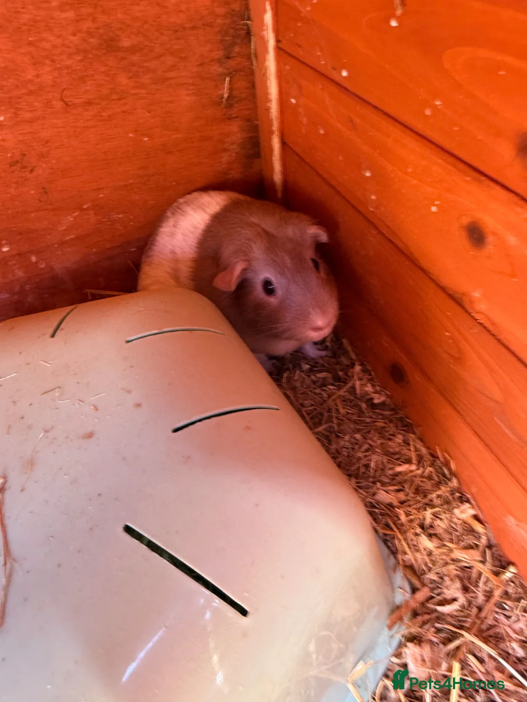 Guinea Pig rodents for sale: 3 female guinea pigs  - Advert 4