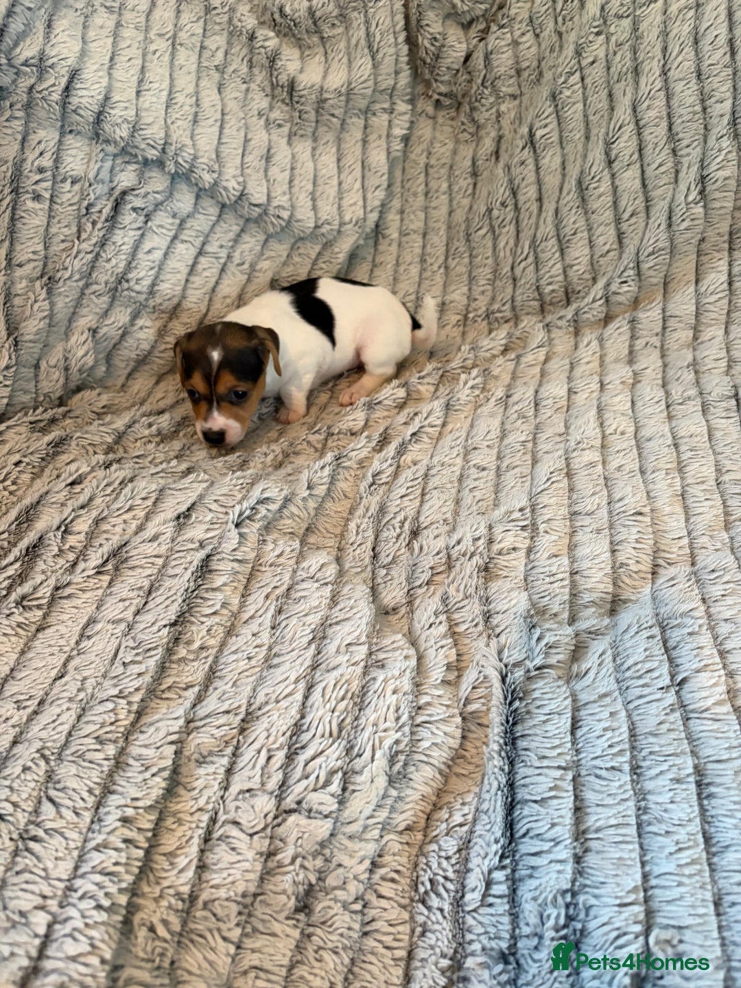 Jack Russell dogs for sale: Jack Russell puppies for sale - Advert 14