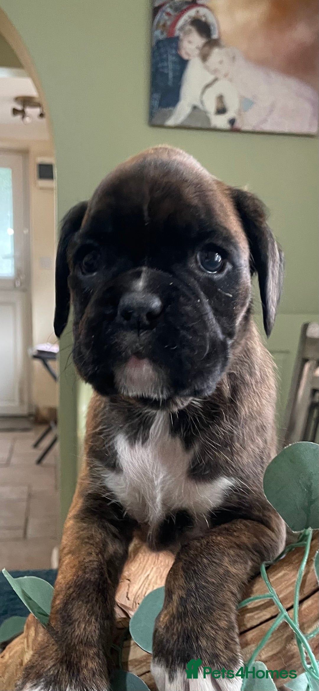 Boxer dogs for sale: ASTONISHING KC REGISTERED BOXER PUPPIES!  - Image 26