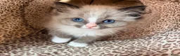 Ragdoll cats for sale: Stunning ragdoll kittens ready now  - Advert 6