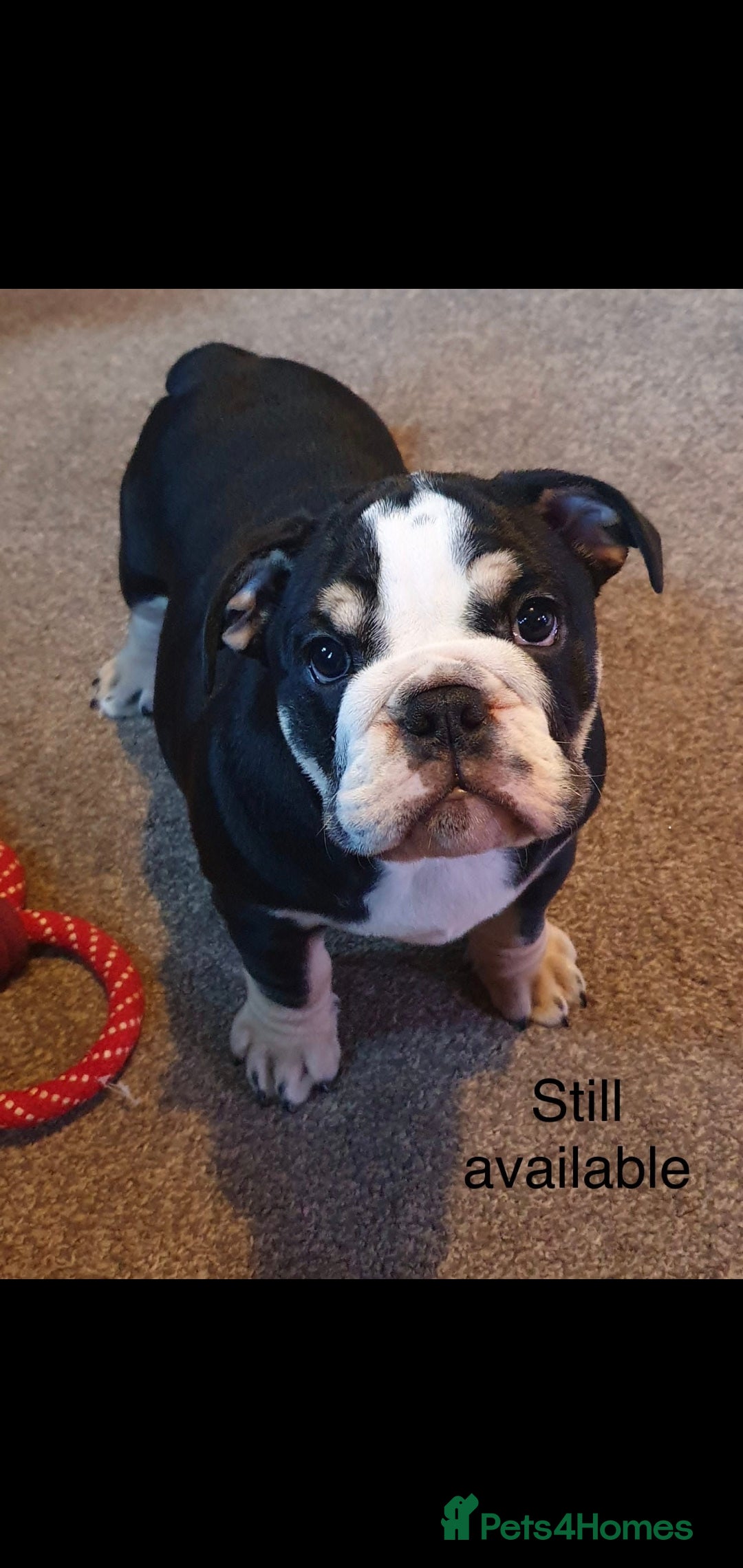 English Bulldog dogs for sale: ⭐️⭐️⭐️Exceptional English bulldog puppies  - Image 4