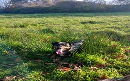 Jack Russell dogs for sale: Beautiful Jack Russell Girl  - Image 2