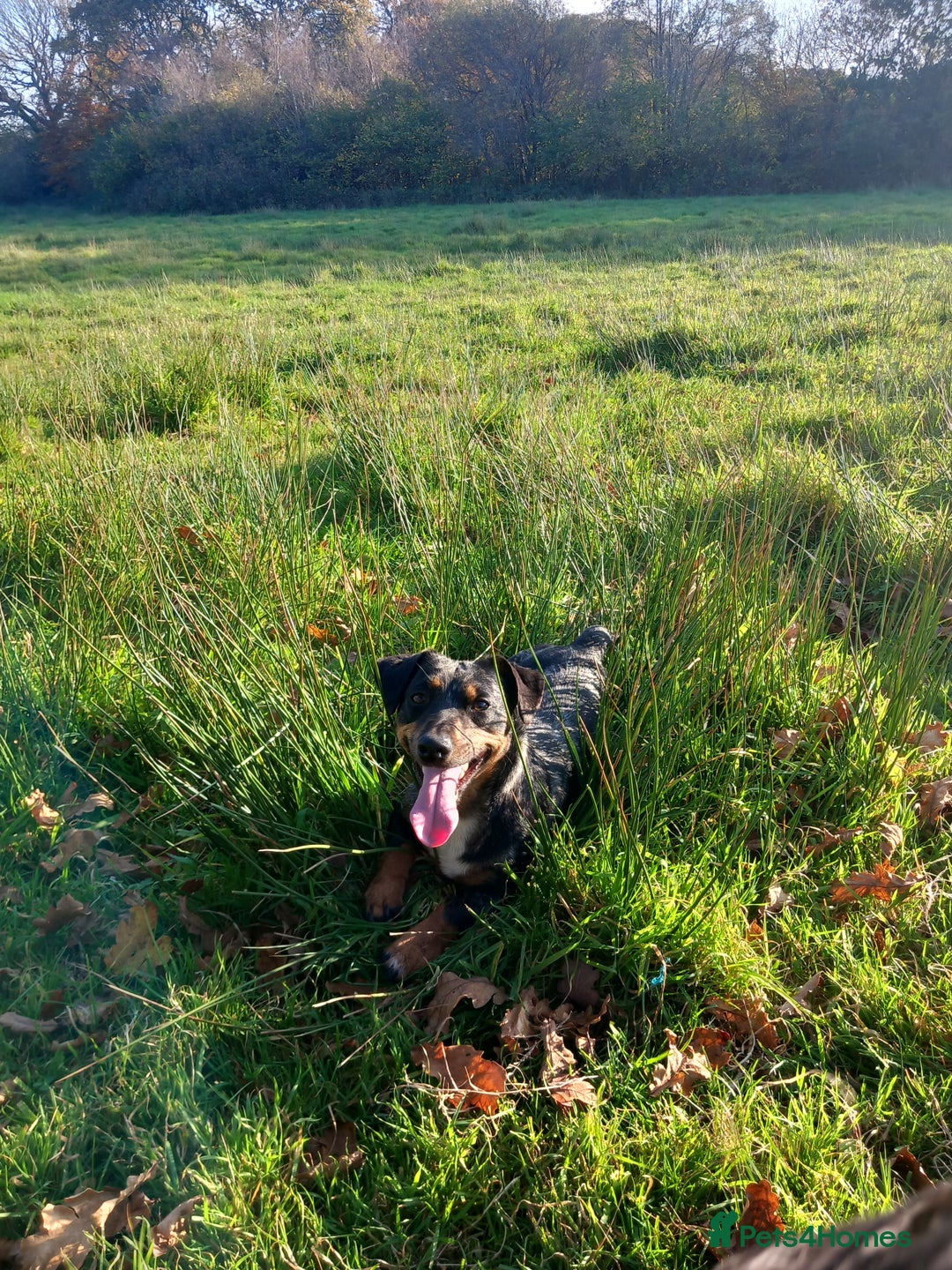 Jack Russell dogs for sale: Beautiful Jack Russell Girl  - Image 2