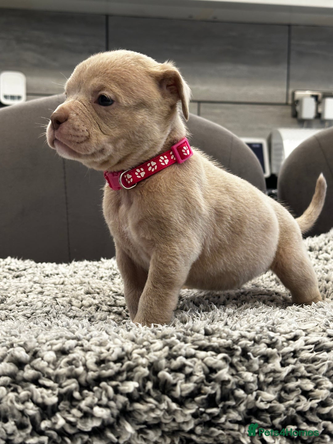 American Bully dogs for sale: ABKC POCKET/MICRO BULLY PUPPIES IMPORT BLOODLINES - Advert 16