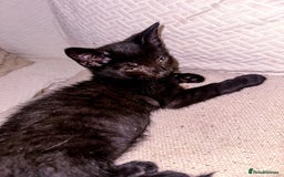 Mixed Breed cats for sale: Pretty little girls  - Image 24