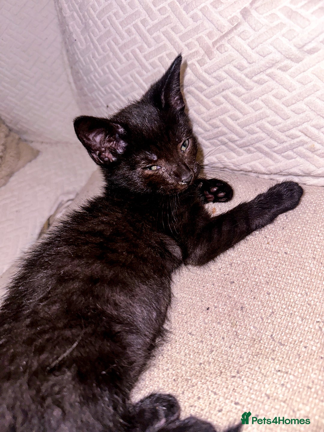 Mixed Breed cats for sale: Pretty little girls  - Image 24