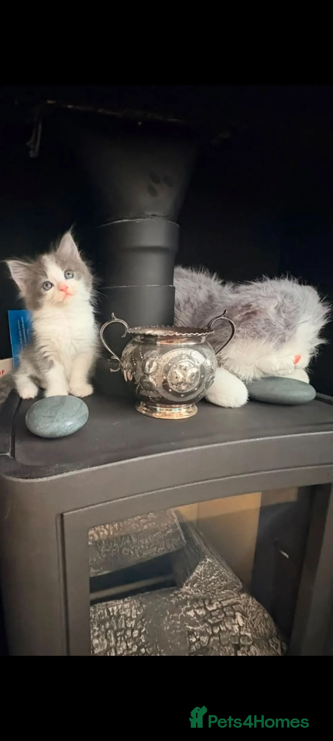 Ragdoll cats for sale: Ragdoll British x short hair  - Advert 1