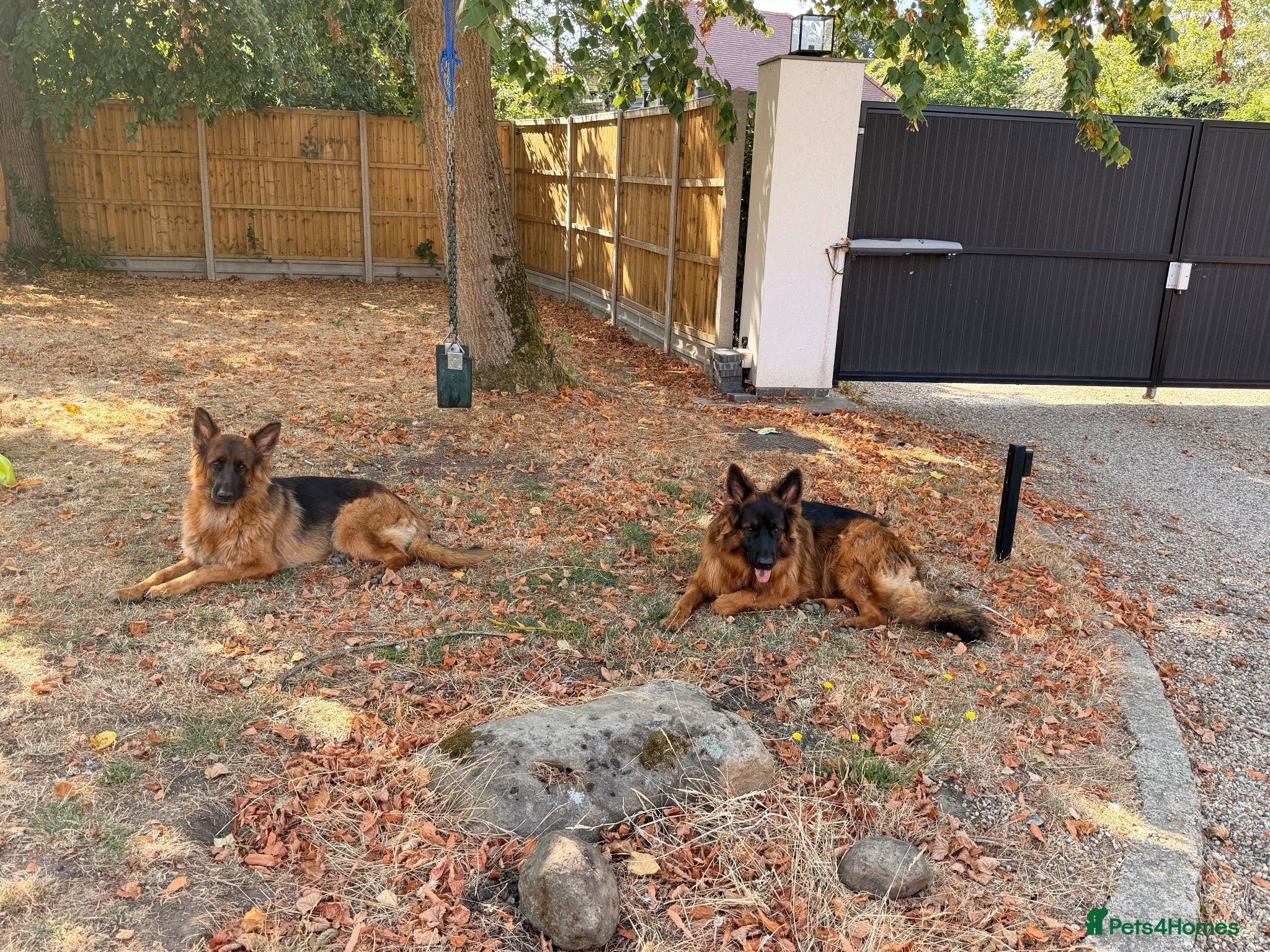 German Shepherd dogs Two beautiful German Shepherds  - Advert 1