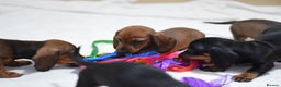 Miniature Dachshund dogs for sale: 🌟Gorgeous Miniature Dachshunds🌟 - Advert 23