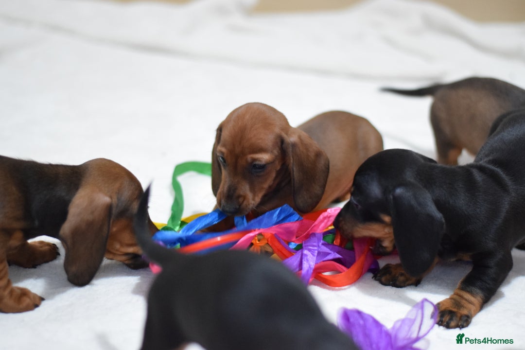 Miniature Dachshund dogs for sale: 🌟Gorgeous Miniature Dachshunds🌟 - Advert 23