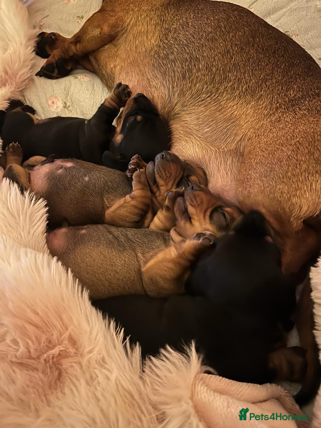 Miniature Dachshund dogs for sale: Miniature dachshund  - Advert 6