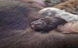 French Bulldog dogs for sale: 3 female french bulldogs - Advert 16