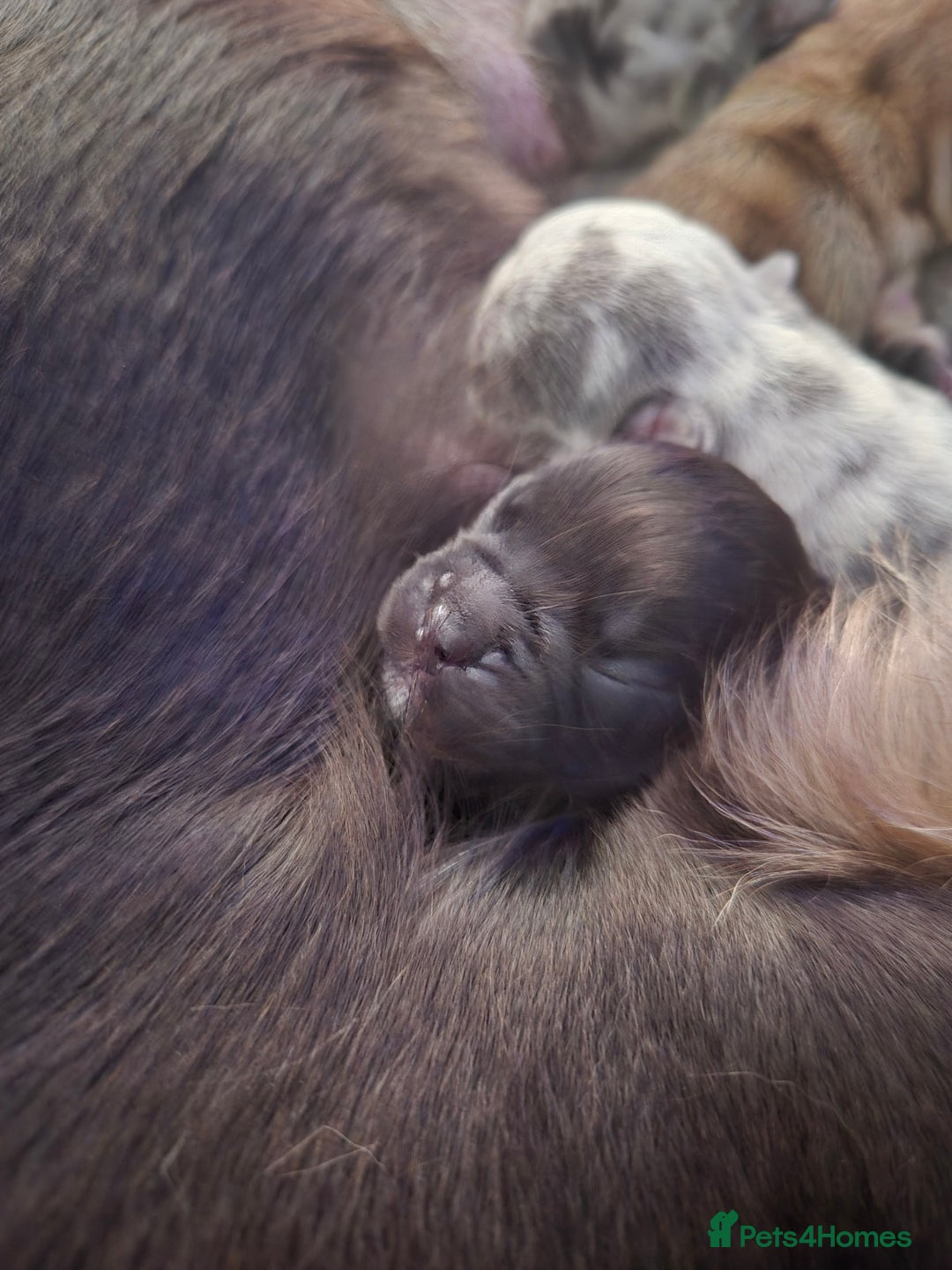 French Bulldog dogs for sale: 3 female french bulldogs - Advert 16