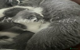 British Shorthair cats for sale:  GCCF registered BSH kittens Available  - Image 11