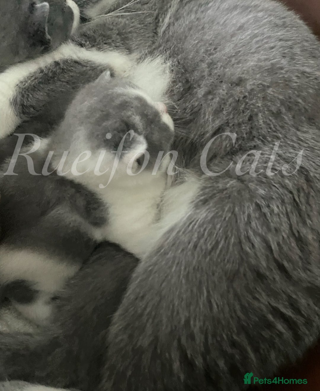 British Shorthair cats for sale:  GCCF registered BSH kittens Available  - Image 11