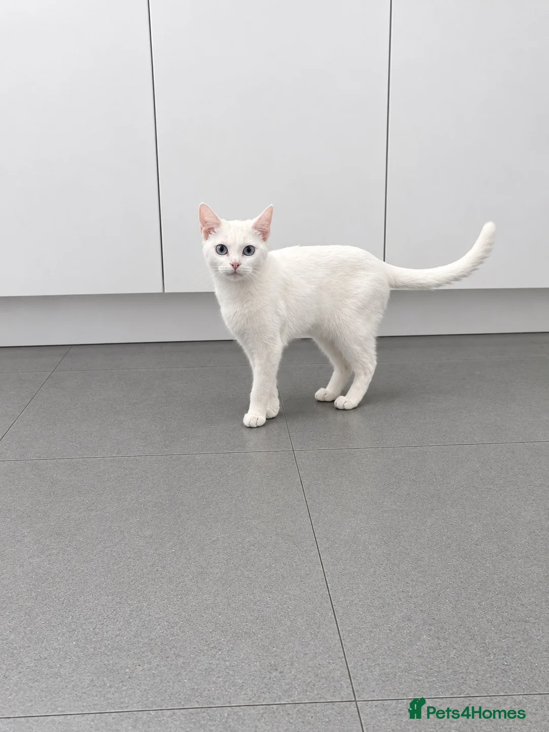Mixed Breed cats for sale: 2 female cats looking for a good home in Runcorn - Advert 3