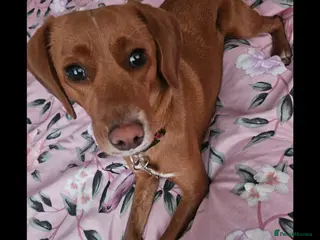 Labradoodle dogs 18 month old female labradoodle for sale. - Advert 3