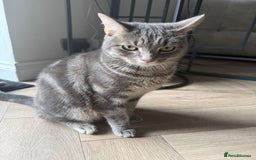 Abyssinian cats for sale: Adorable tabby cat  - Image 1