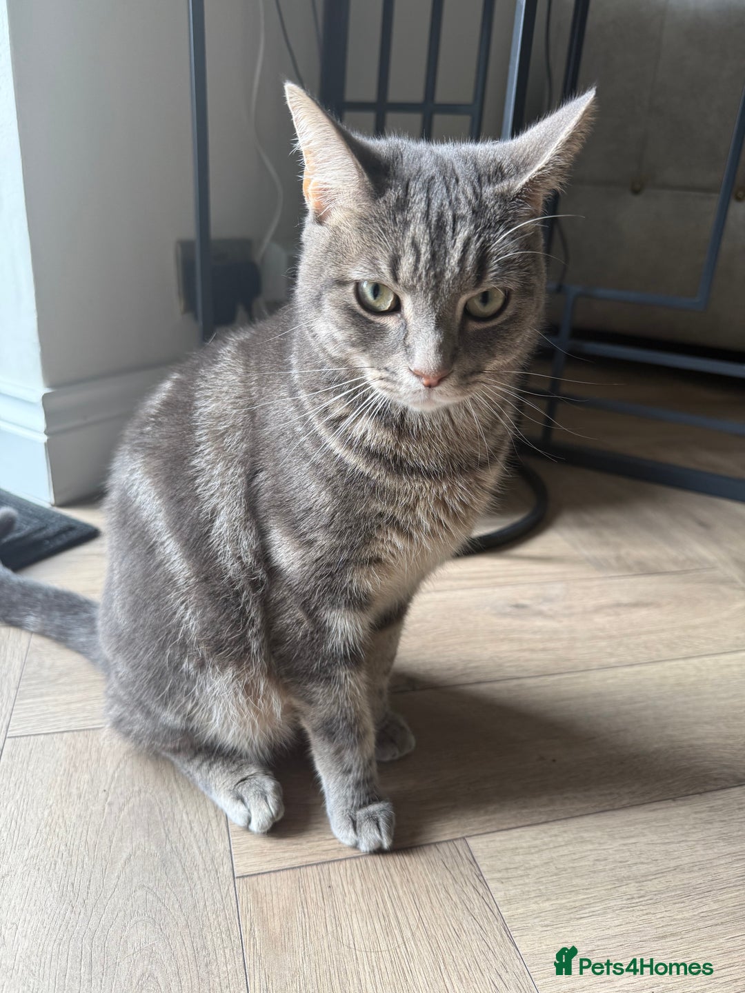 Abyssinian cats for sale: Adorable tabby cat  - Image 1