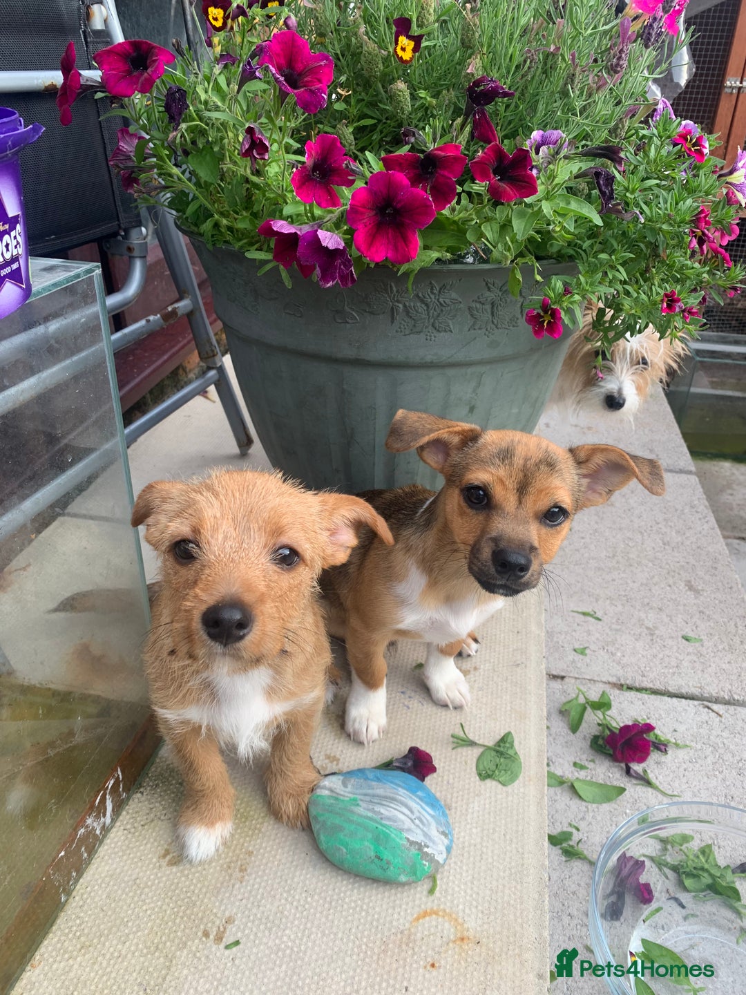 Mixed Breed dogs for sale: Terrier mix male puppy for sale - Image 3