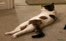 Domestic Shorthair cats for sale: Calico cat- pochita  - Image 8