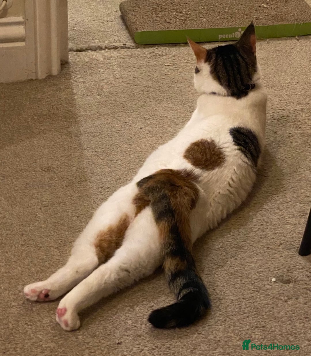 Domestic Shorthair cats for sale: Calico cat- pochita  - Image 8