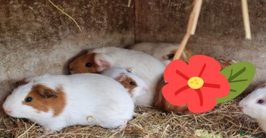 Guinea Pig rodents - Advert 15