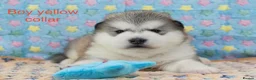 Alaskan Malamute dogs for sale: Pedigree Alaskan Malamute puppies  - Advert 7