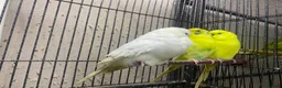 Budgerigars birds for sale: Young budgies for sale - Advert 3