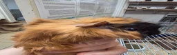 Guinea Pig rodents for sale: Female guinea pigs  - Advert 23