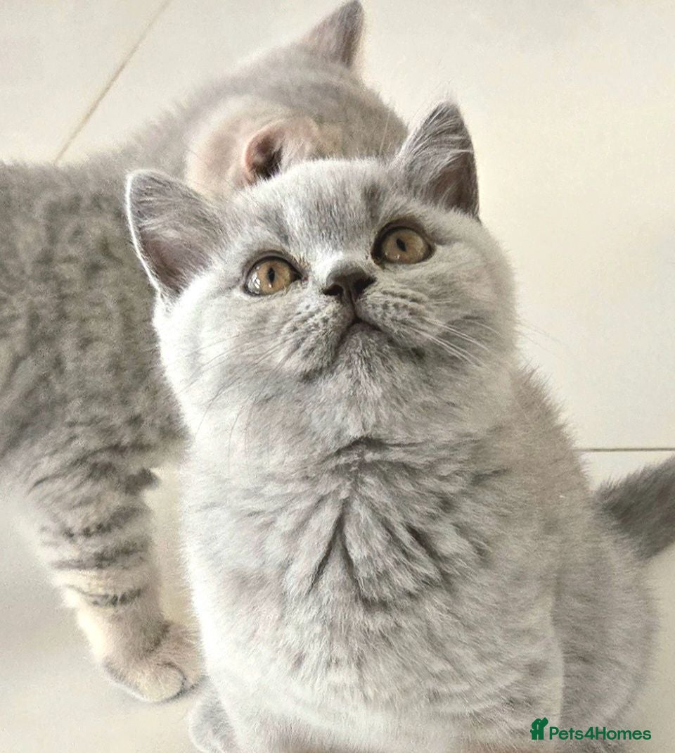 British Shorthair cats GCCF registered, ready to collect next week! - Advert 6