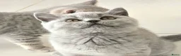 British Shorthair cats for sale: GCCF registered, ready to collect next week! - Advert 1