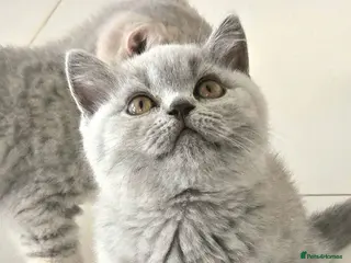 British Shorthair cats GCCF registered, ready to collect next week! - Advert 6