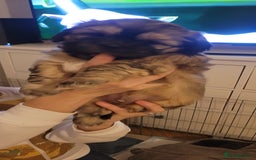 Shih Tzu dogs for sale: Shih tzu puppies - Image 6