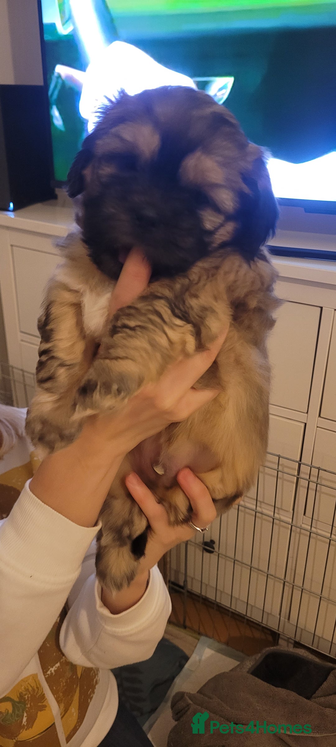 Shih Tzu dogs for sale: Shih tzu puppies - Image 6