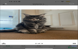 Maine Coon cats for sale: Pure Maine Coon boy 1 year with Russian blood - Image 5