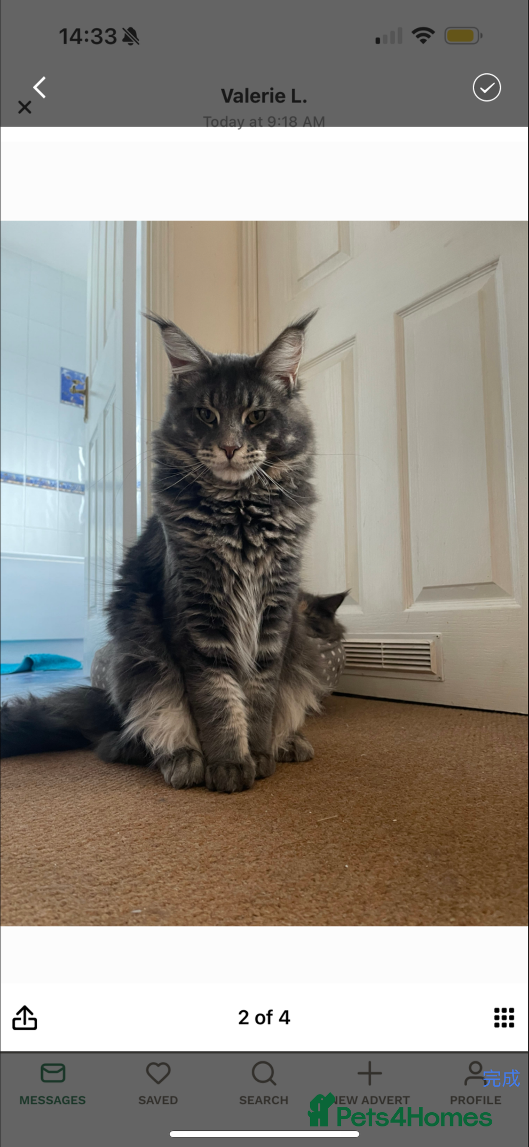 Maine Coon cats for sale: Pure Maine Coon boy 1 year with Russian blood - Image 5